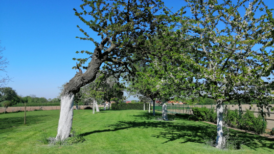 Oude fruitbomen OUDE KRAKERS