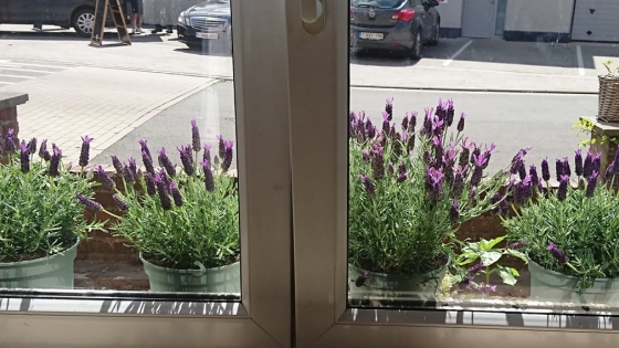 Planten of bloemen op vensterbank