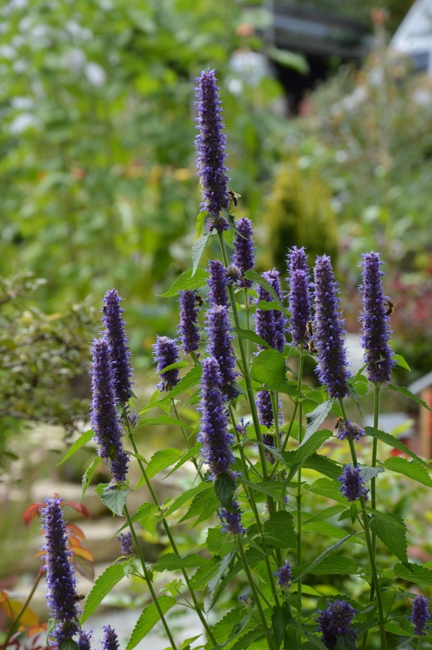 Agastache 'Blue Fortune'