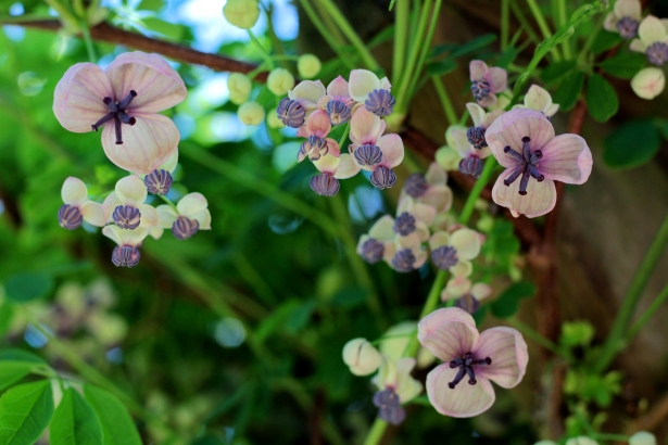 akebia quinata -klimaugurk