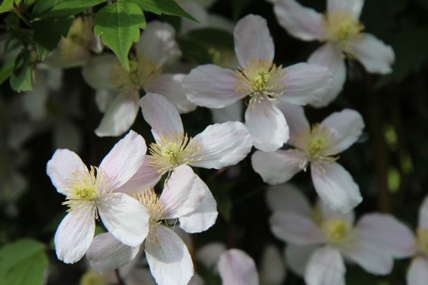 clematis montana - bergbosrank