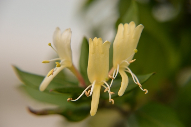 Japanse Kamperfoelie – Lonicera japonica ‘Halliana’