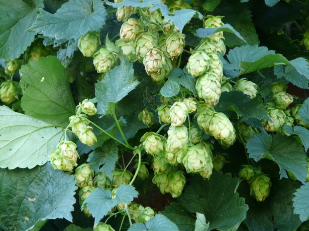 Humulus lupulus – Hoppeplant