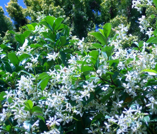 Toscaanse Sterjasmijn – Trachelospermum jasminoides
