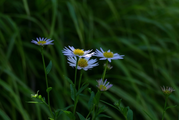 Kalimeris incisa ‘Madiva’