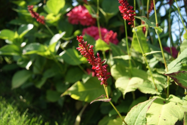 Persicaria ‘Fat Domino’