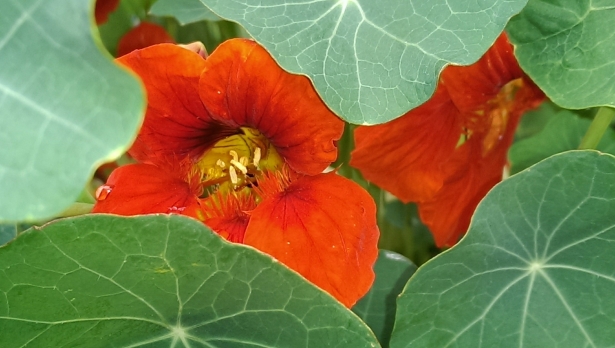 Oost-Indische Kers – Tropaeolum majus