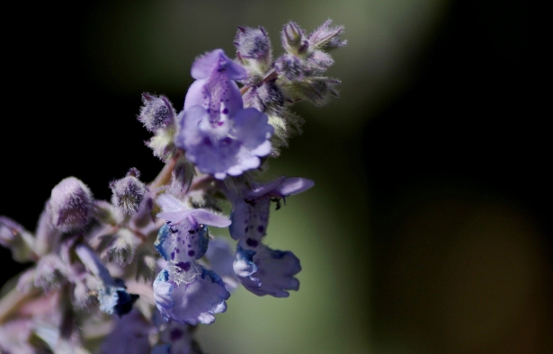 Nepeta x faassenii 'Walker's Low'