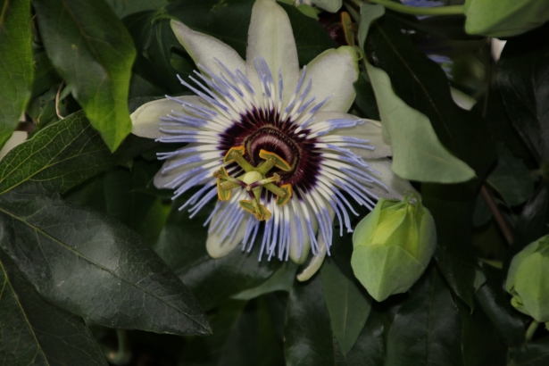 Passiebloem – Passiflora caerulea