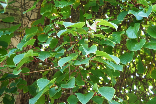 Kiwibes – Actinidia arguta