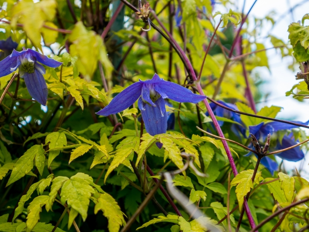 Clematis alpina – Alpenbosrank