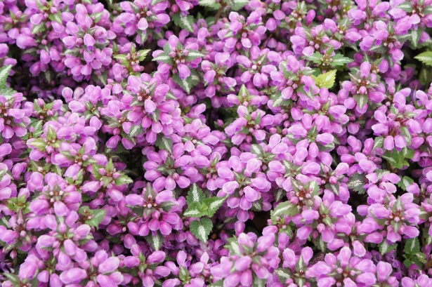 Lamium maculatum 'Roseum'