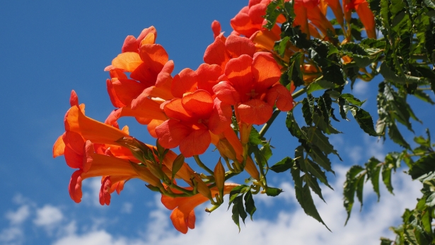 Amerikaanse Trompetbloem – Campsis radicans