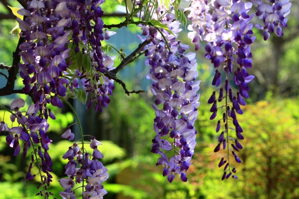 Blauwe / Witte Regen – Wisteria